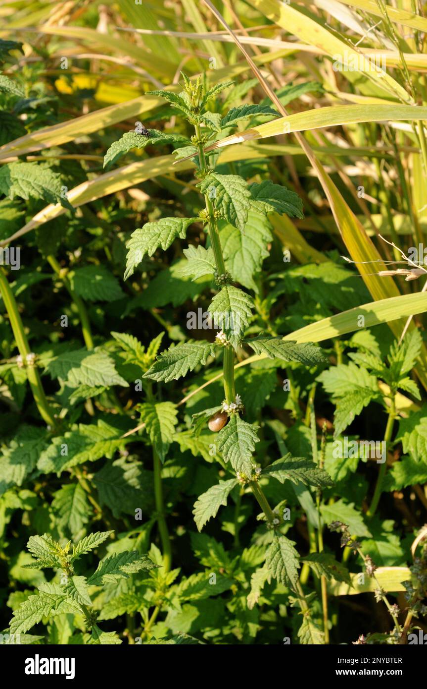 Gypsywort (Lycopus europaeus) is a medicinal perennial herb native to Eurasia. Stock Photo