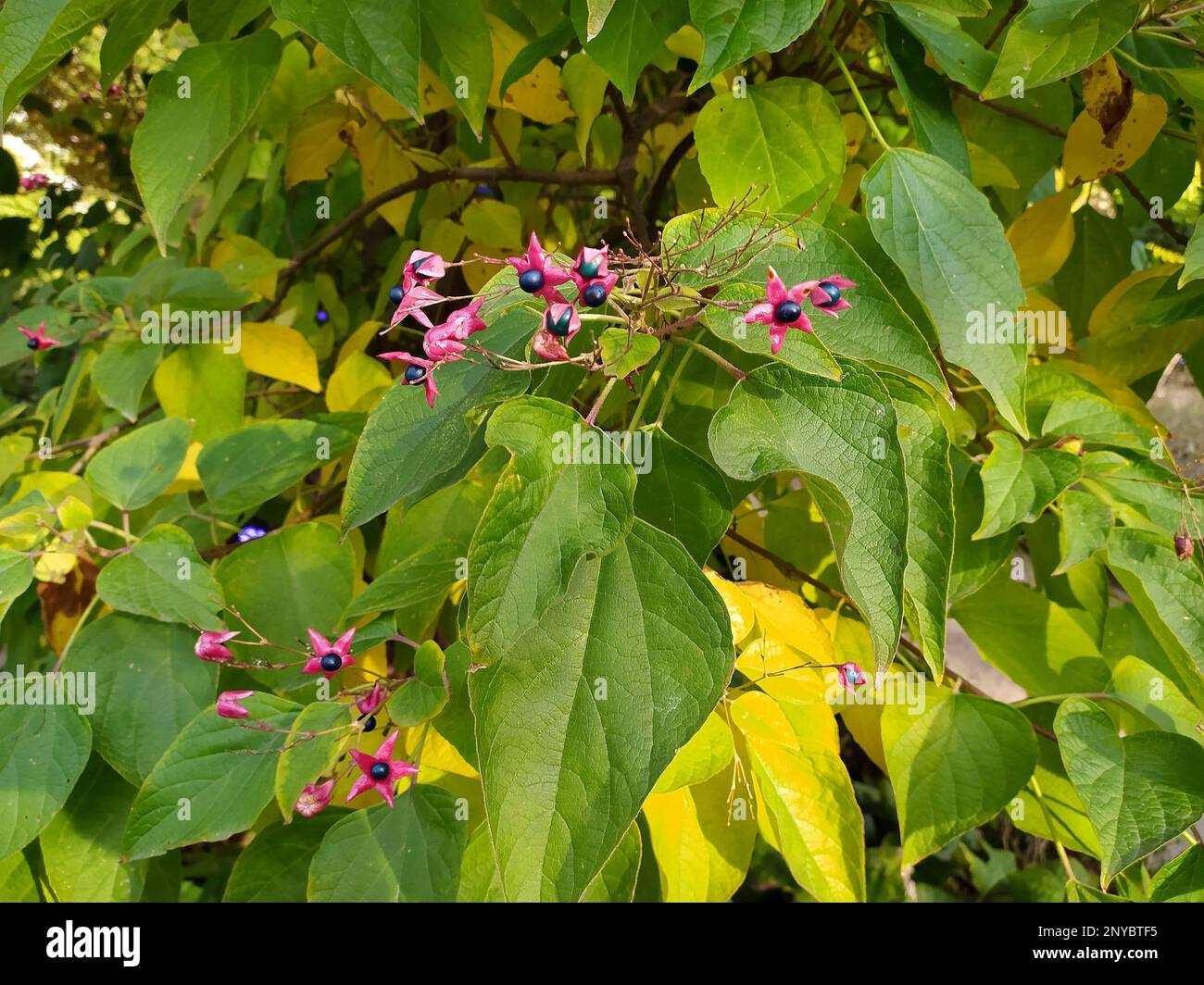 Glorybower (Clerodendrum trichotomum) is a deciduous shrub native to east Asia. Fruits. Stock Photo
