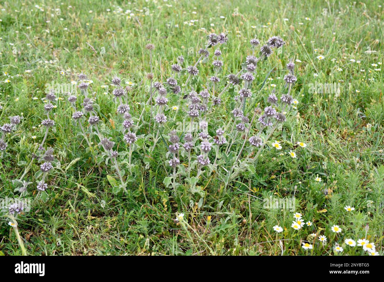 Marrubio (Marrubium supinum) is a perennial herb native to eastern