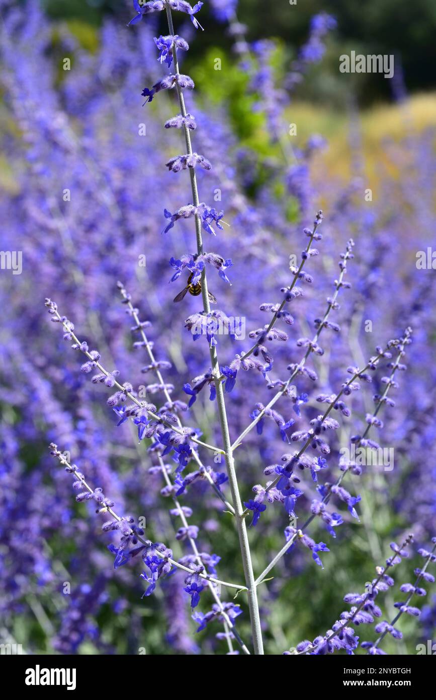 Russian sage (Perovskia atripicifolia or Salvia yangii) is a medicinal