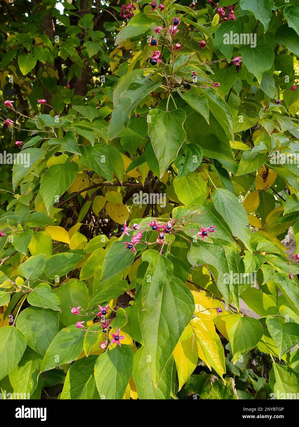 Glorybower (Clerodendrum trichotomum) is a deciduous shrub native to east Asia. Fruits. Stock Photo