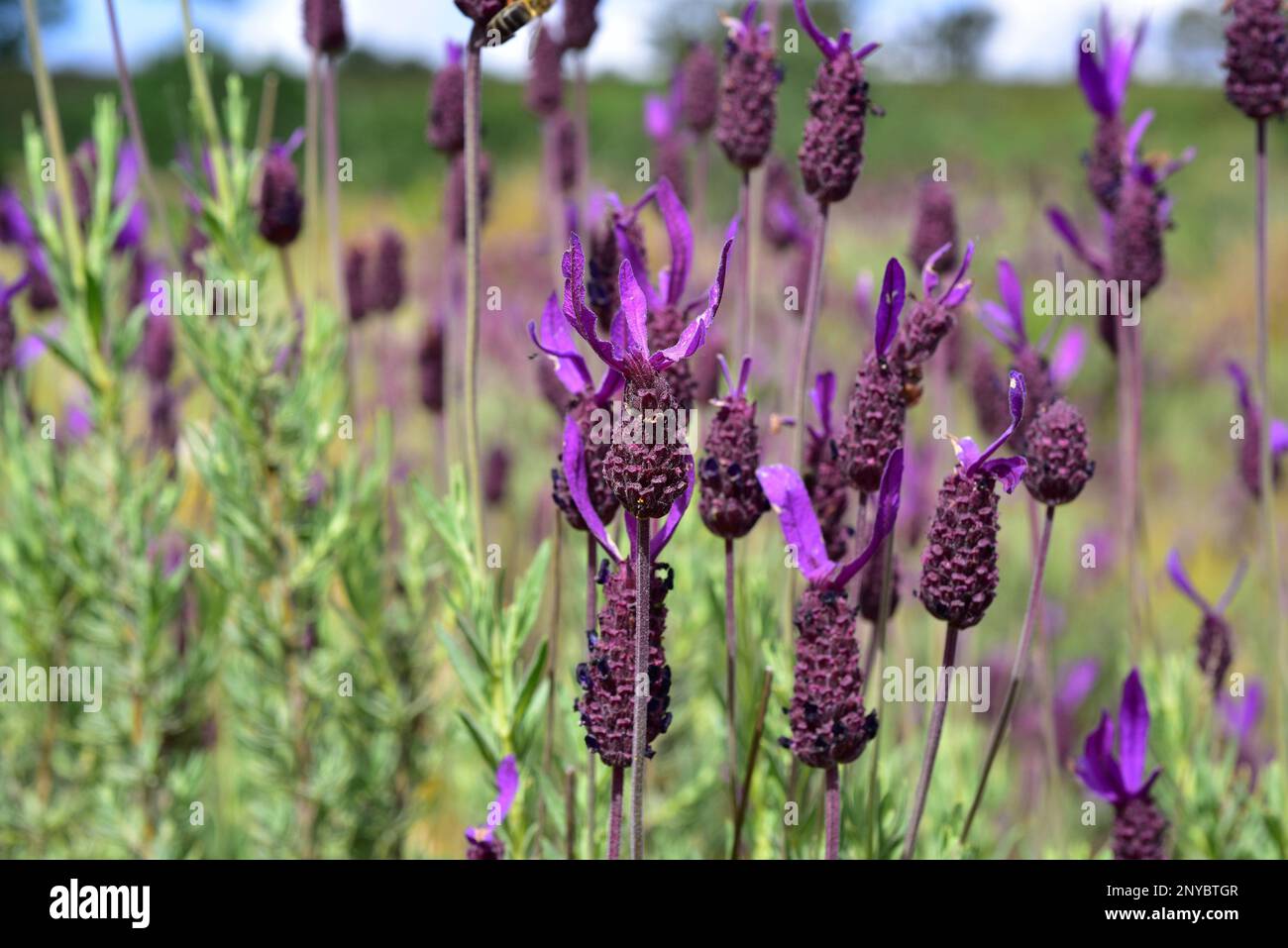 Spanish lavender (Lavandula stoechas) is an aromatic shrub native to