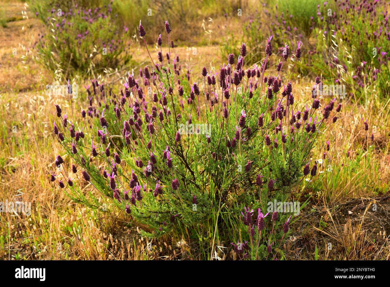 Spanish lavender (Lavandula stoechas) is an aromatic shrub native to