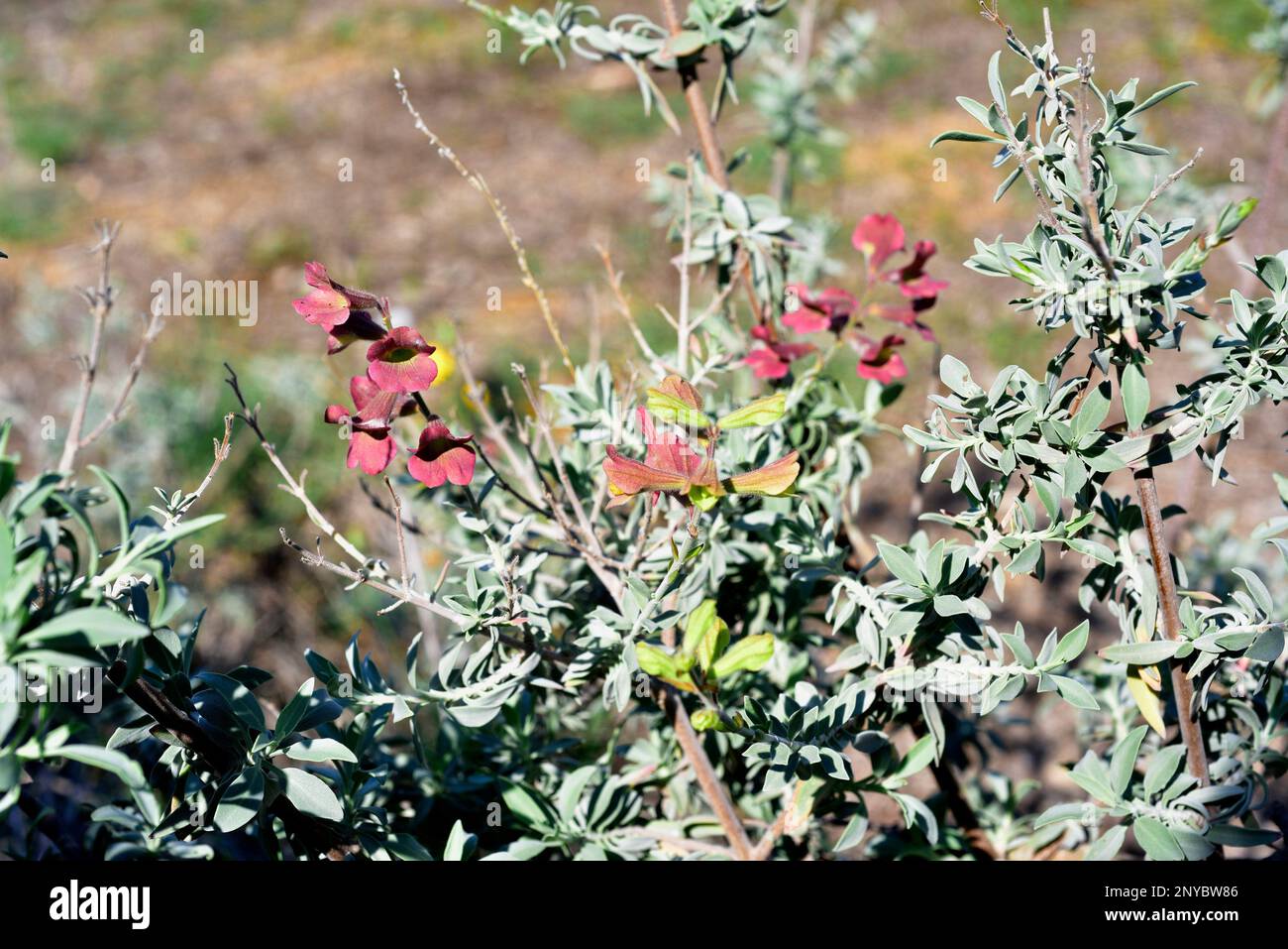 Rusty sage (Salvia lanceolata) is an aromatic shrub native to South Africa coast. Stock Photo