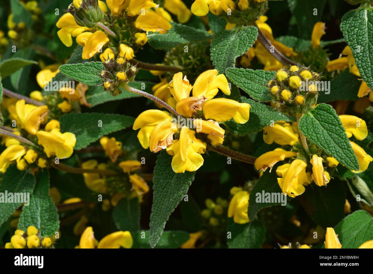 Cyprus sage (Phlomis cypria) is an evergreen shrub endemic to Cyprus