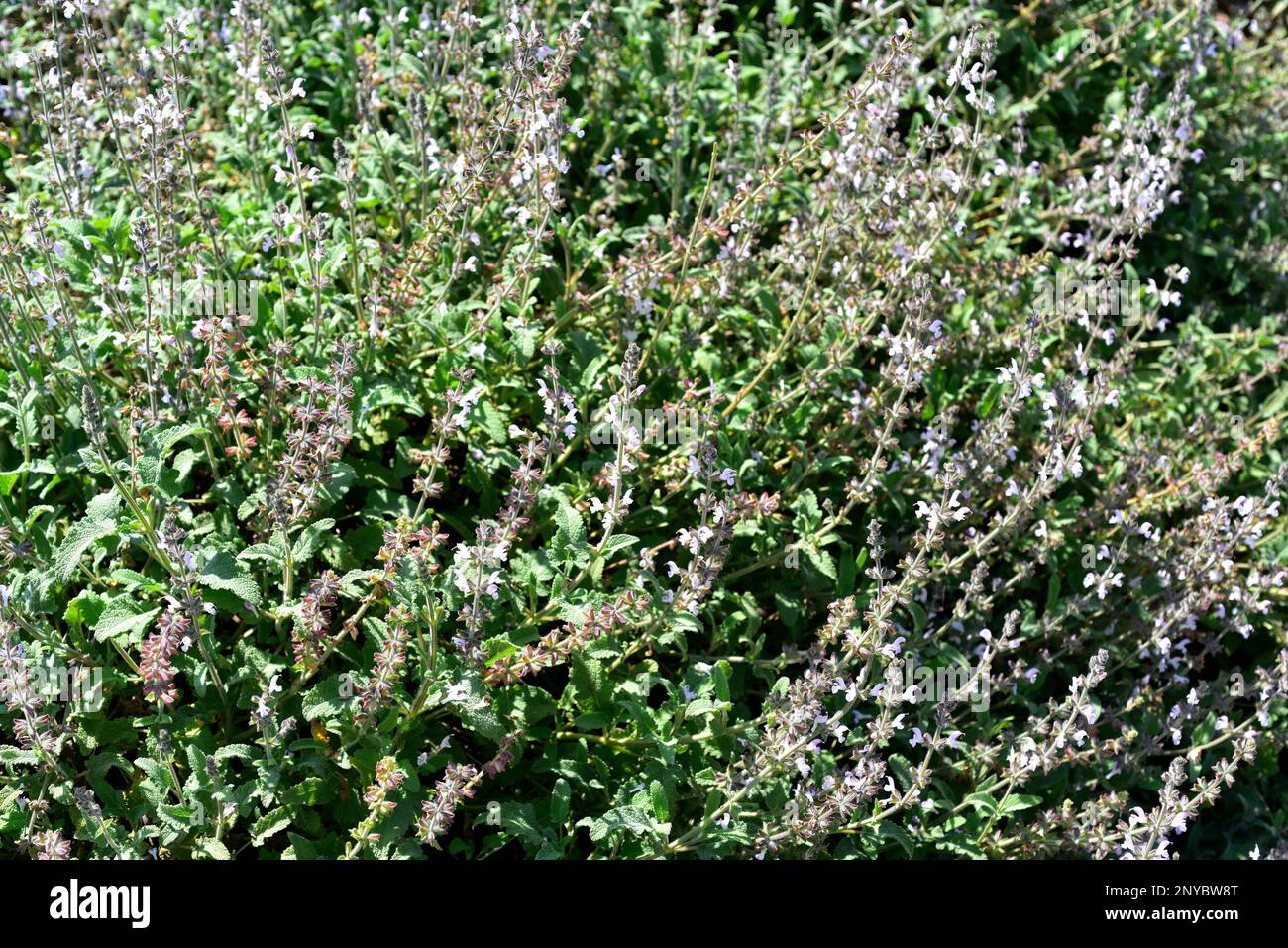 Transvaal sage (Salvia disermas) is an evergreen medicinal shrub native