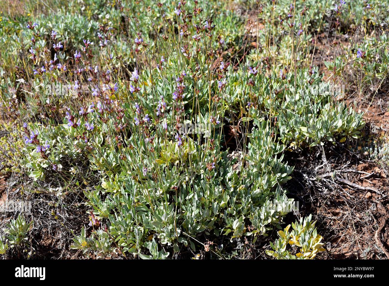 Spanish sage (Salvia lavandulifolia) is a evergreen shrub native to
