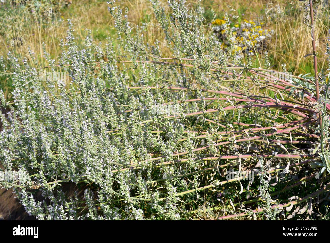 White sage (Salvia apiana) is a evergreen shrub native to soutwestern