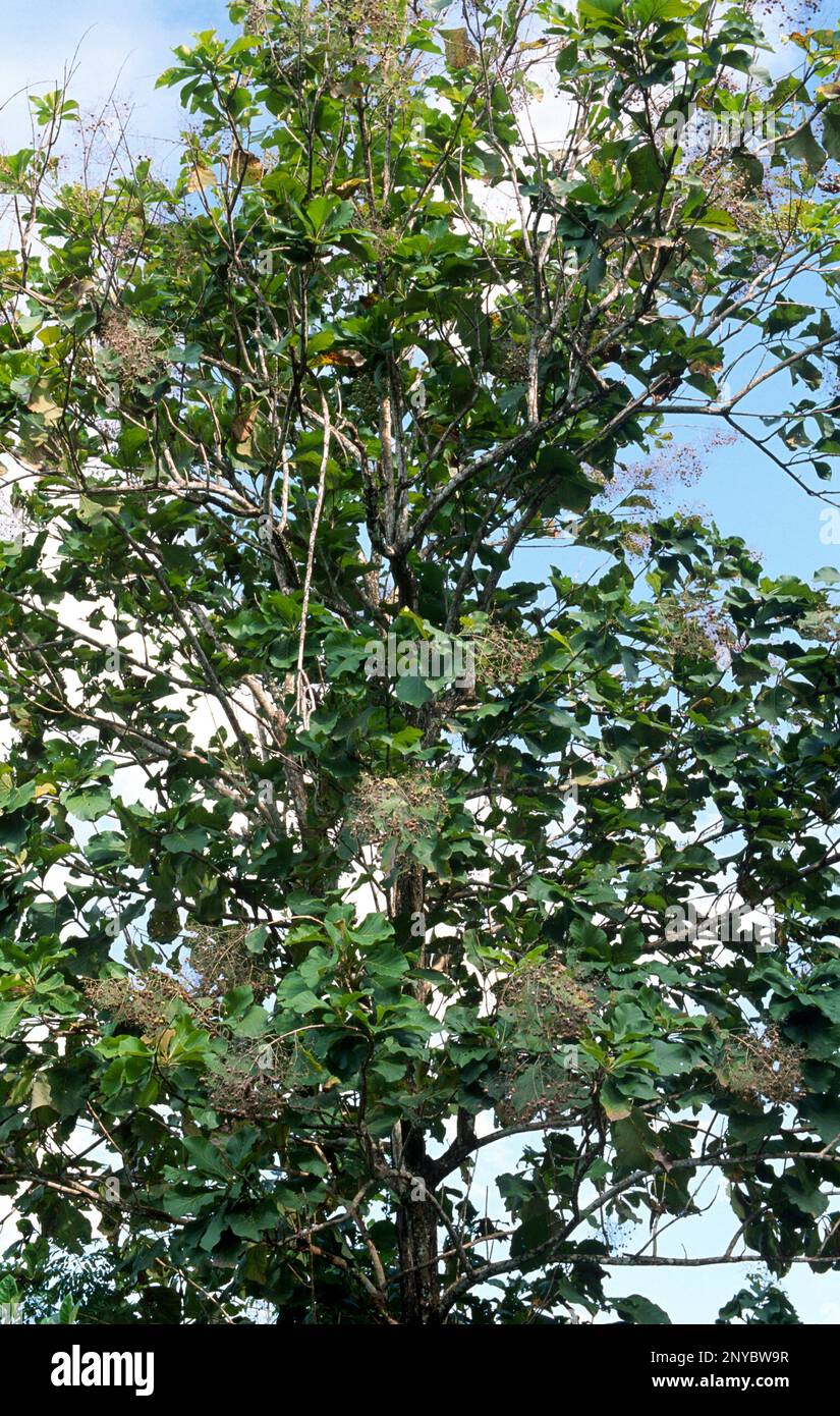 Teak (Tectona grandis) is a deciduous tree native to Asia. Its wood is excellent. This photo was taken in Sulawesi, Indonesia. Stock Photo