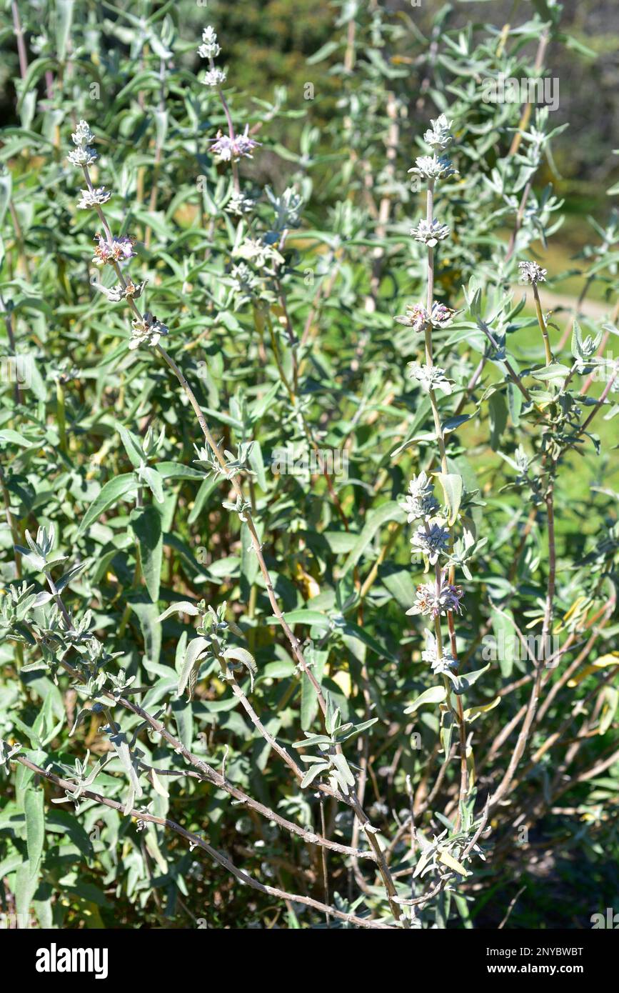 Black sage (Salvia mellifera) is an aromatic and medicinal evergreen