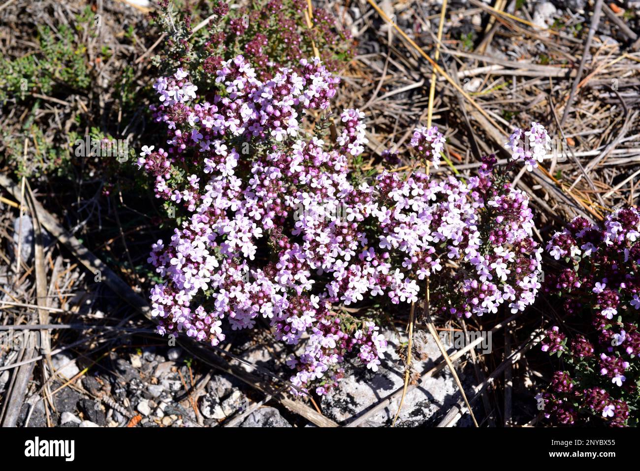 Thyme (Thymus vulgaris) is an edible and medicinal small shrub native