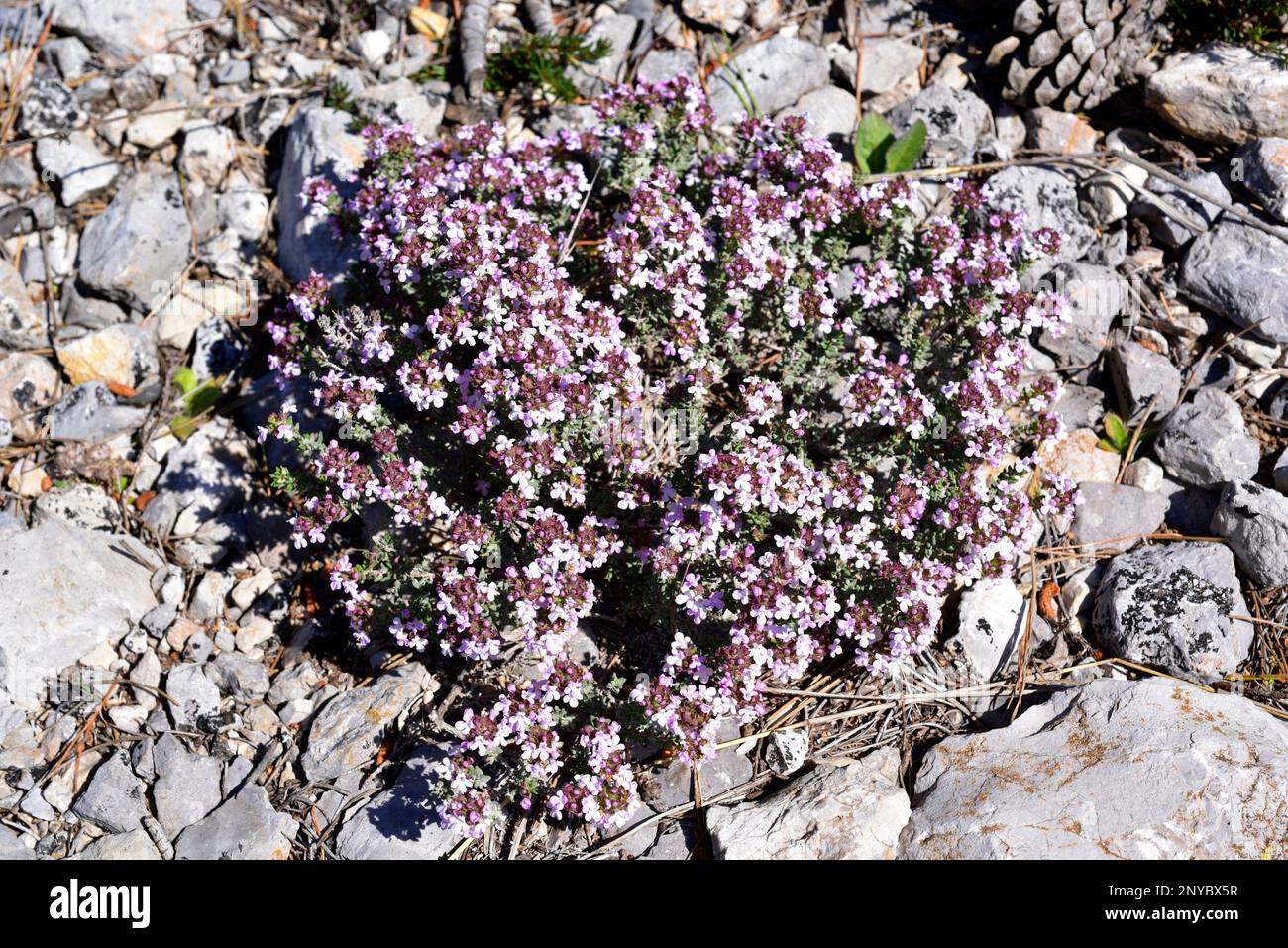 Thyme (Thymus vulgaris) is an edible and medicinal small shrub native