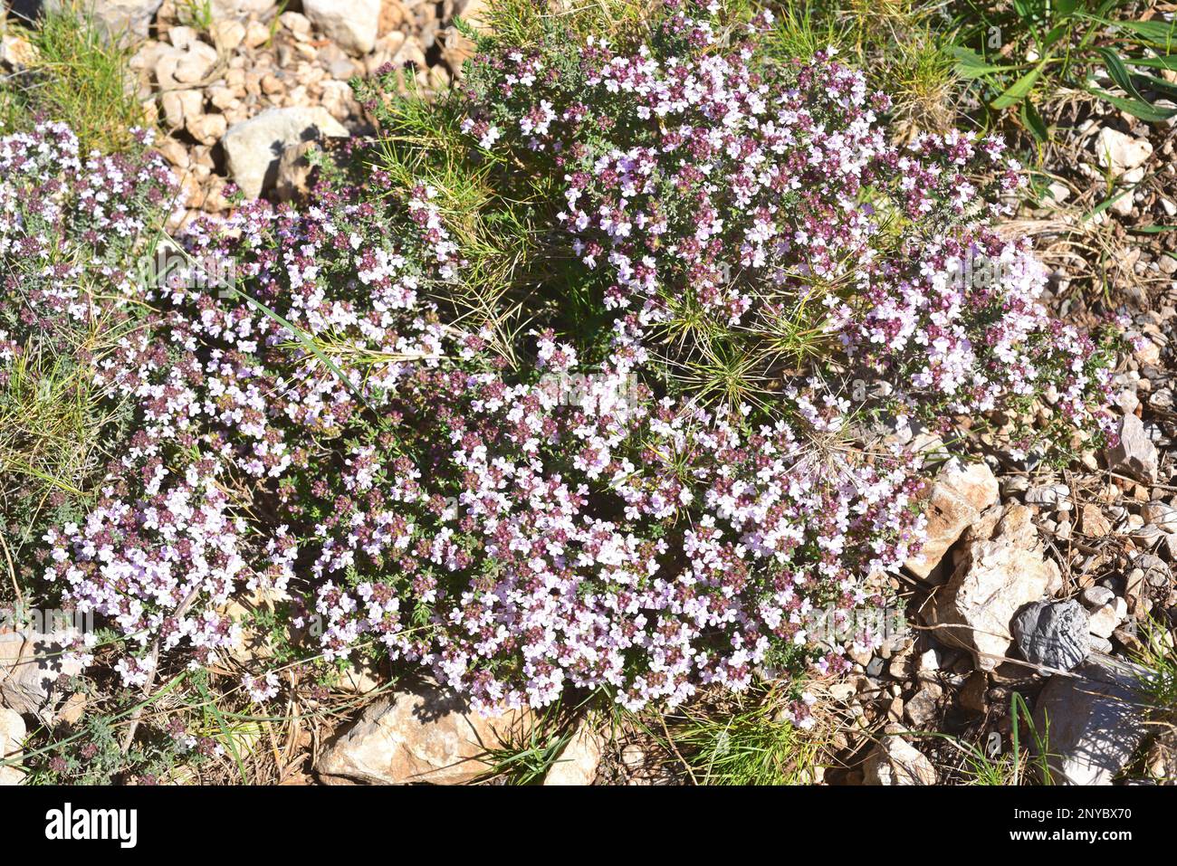 Thyme (Thymus vulgaris) is an edible and medicinal small shrub native