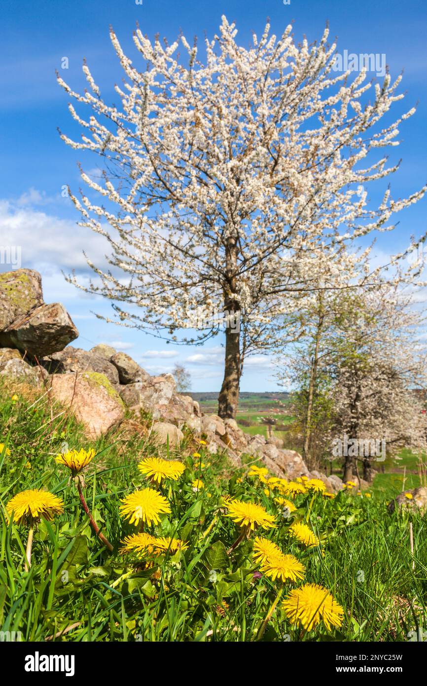 Meadow blooming cherry trees in hi-res stock photography and images - Alamy