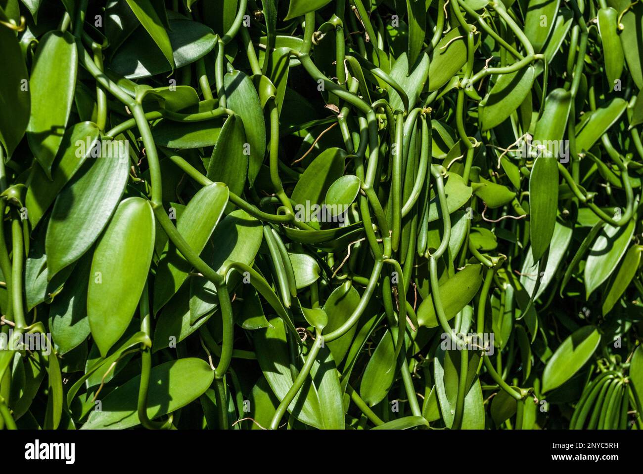 Vanilla beans. Vanilla plantation. Mauritius Stock Photo Alamy