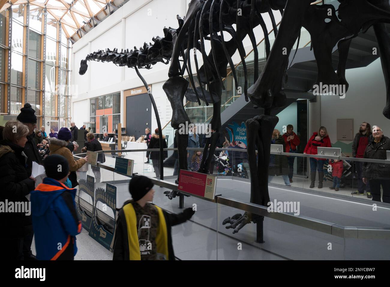 Dippy the Diplodocus replica at The Herbert Art Gallery and Museum, Coventry, UK Stock Photo