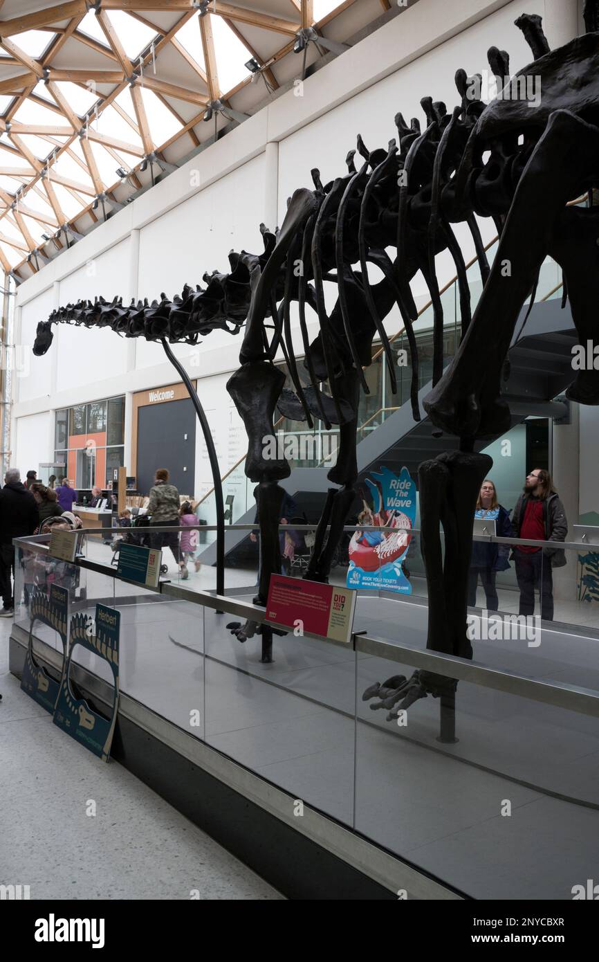 Dippy the Diplodocus replica at The Herbert Art Gallery and Museum, Coventry, UK Stock Photo