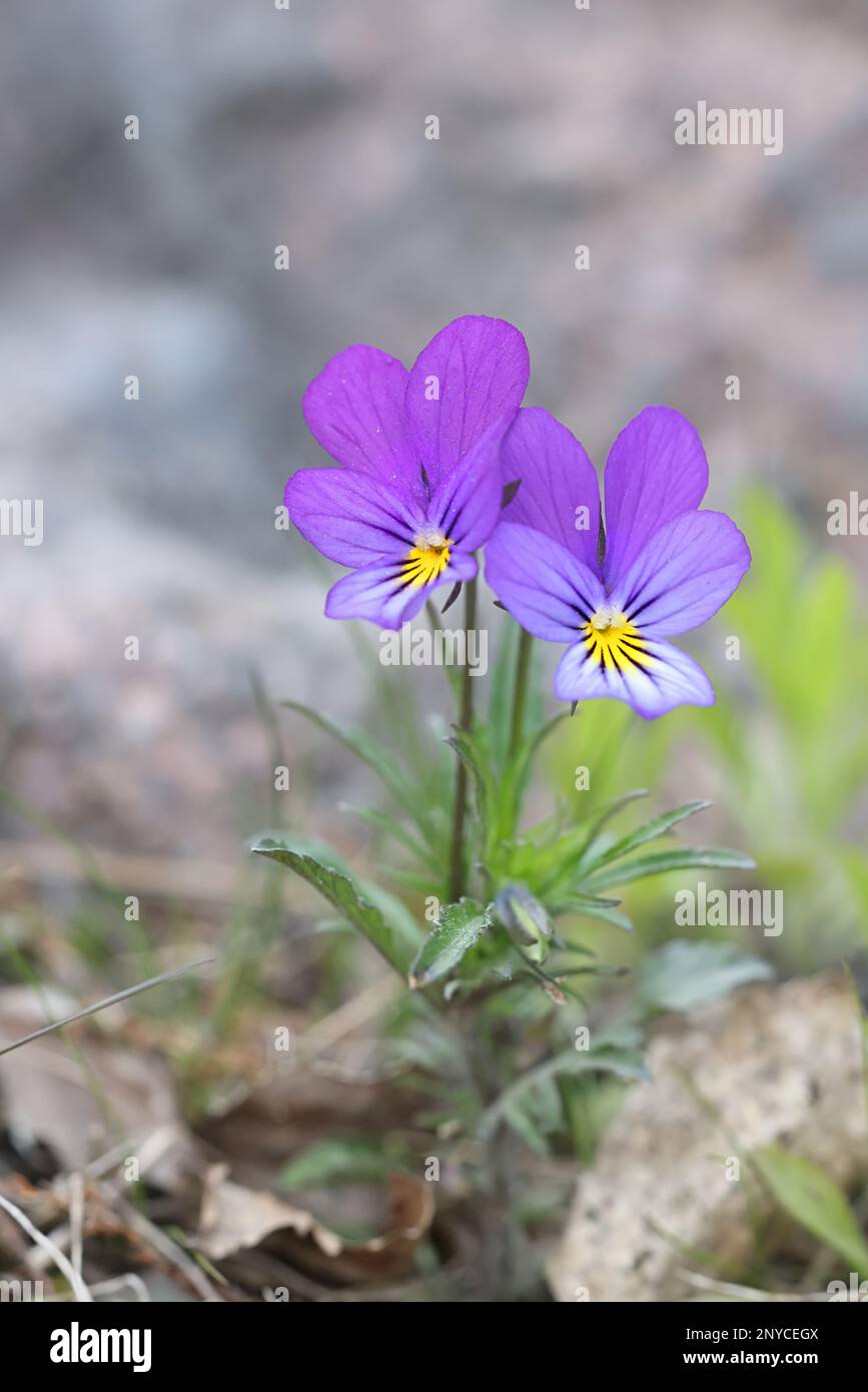 Viola tricolor, commonly knoen as wild pansy, Johnny Jump up, heartsease, heart's delight or tickle-my-fancy, wild flower from Finland Stock Photo