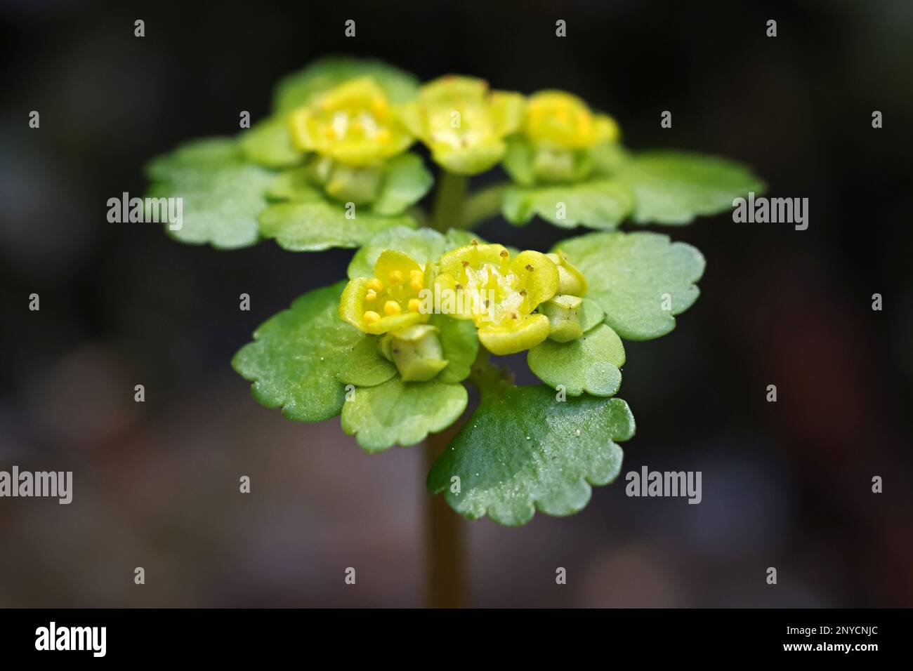 Chrysosplenium alternifolium, known as the alternate-leaved golden-saxifrage, an early spring flower from Finland Stock Photo