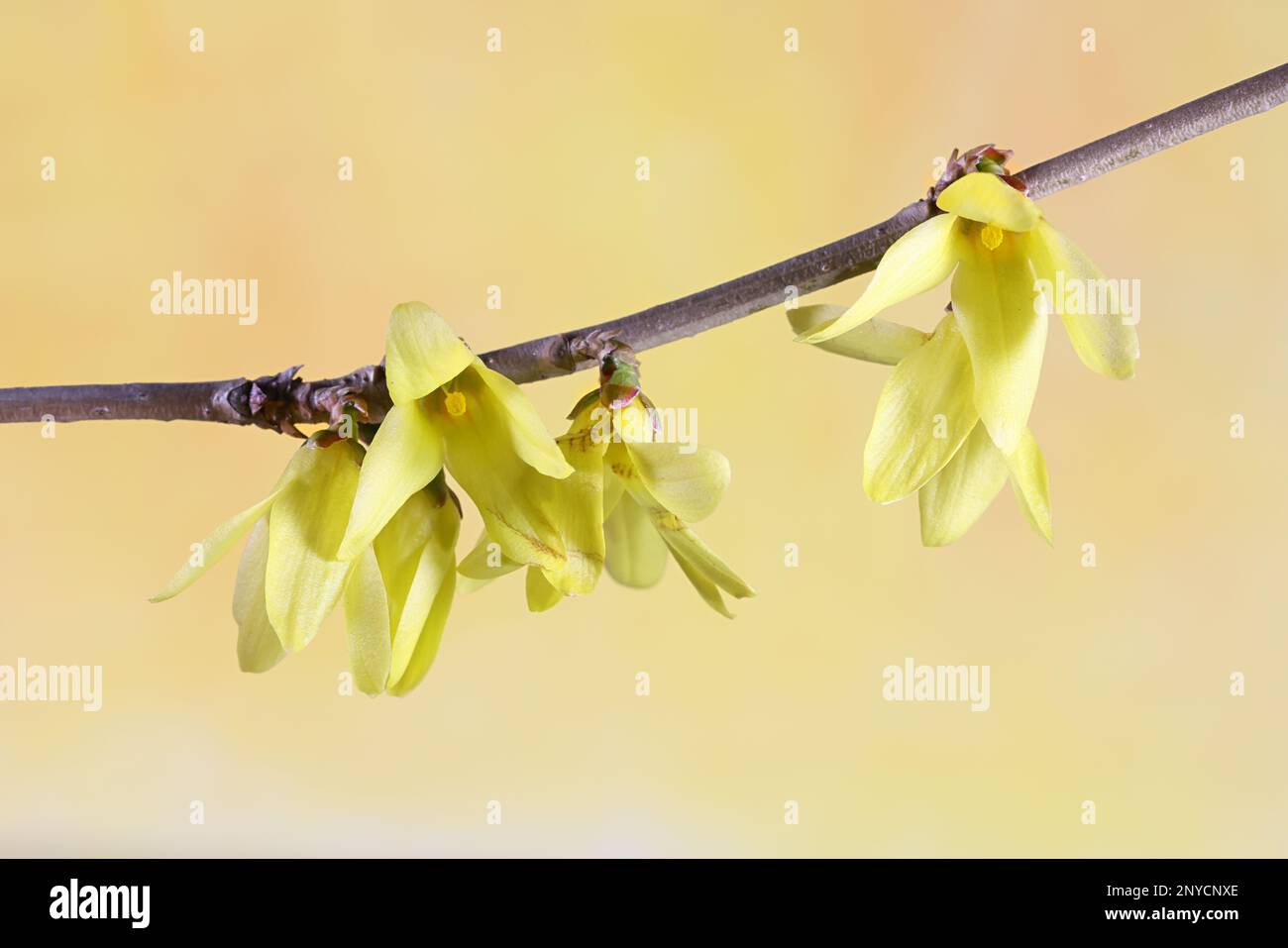 Forsythia ovata, commonly known as Korean forsythia or early forsythia ...