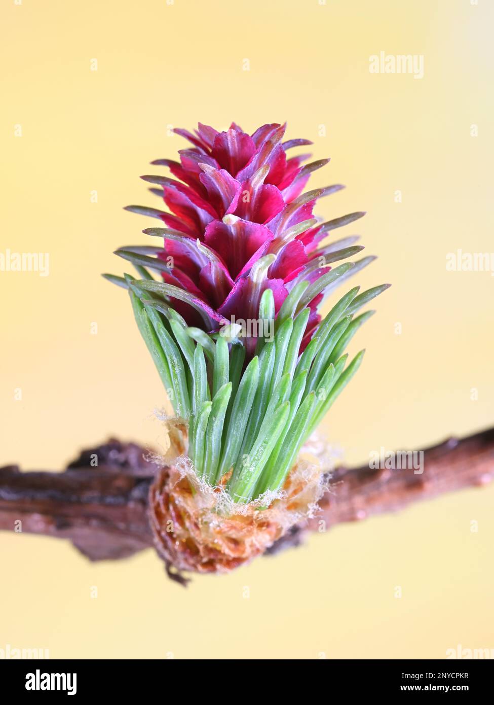 Female cones of Larix sibirica, known as the Siberian larch or Russian larch, blooming in April Stock Photo