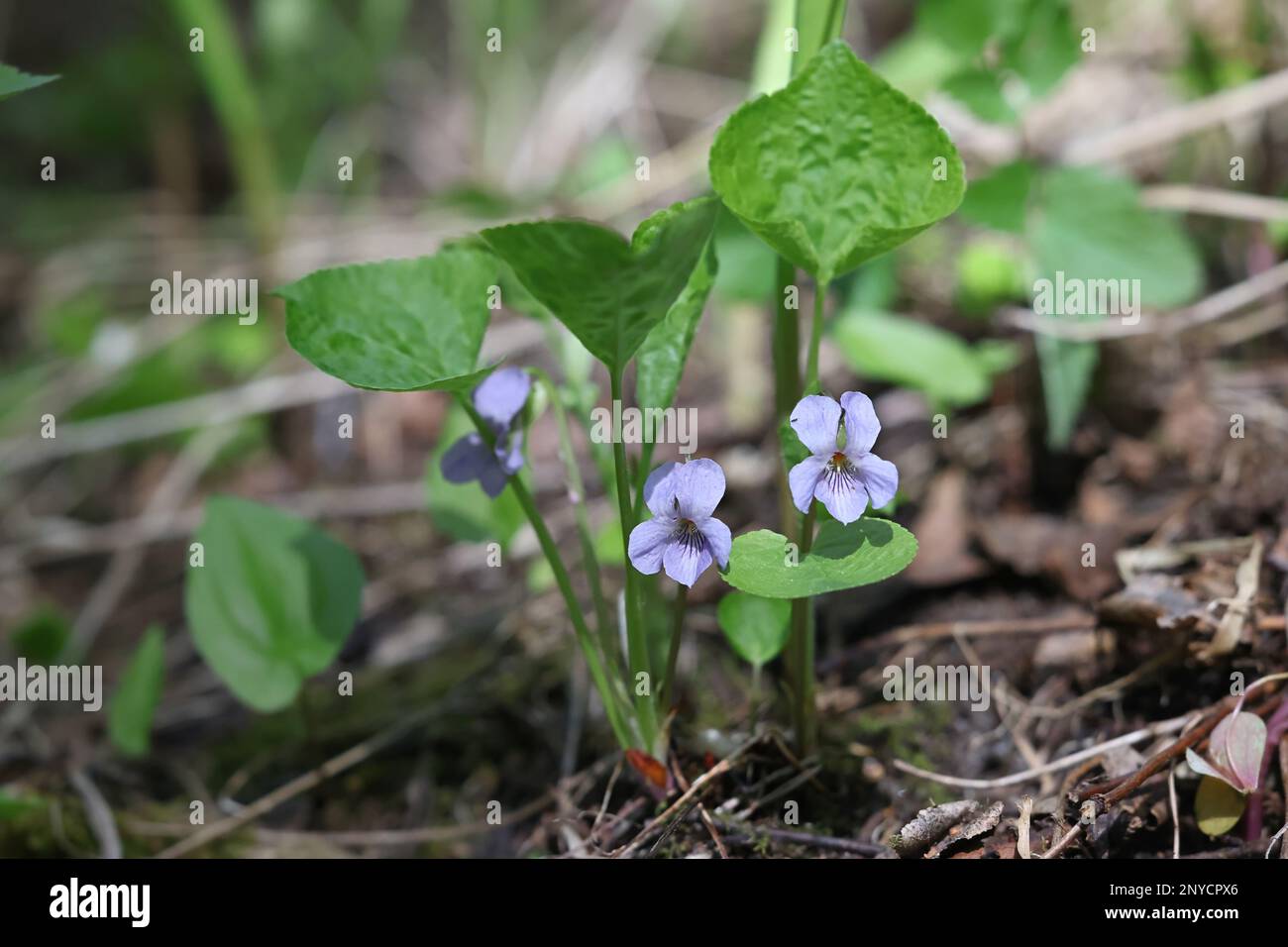 Viola mirabilis, commonly known as Wonder Violet, wild spring flower from Finland Stock Photo