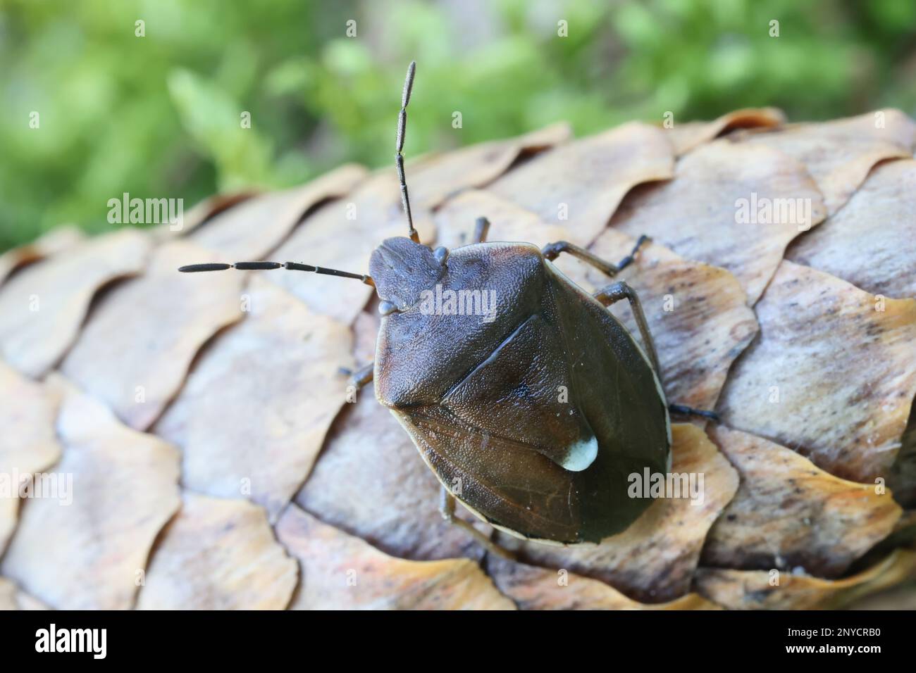 Chlorochroa pinicola, a shieldbug from Finland, no common English name Stock Photo