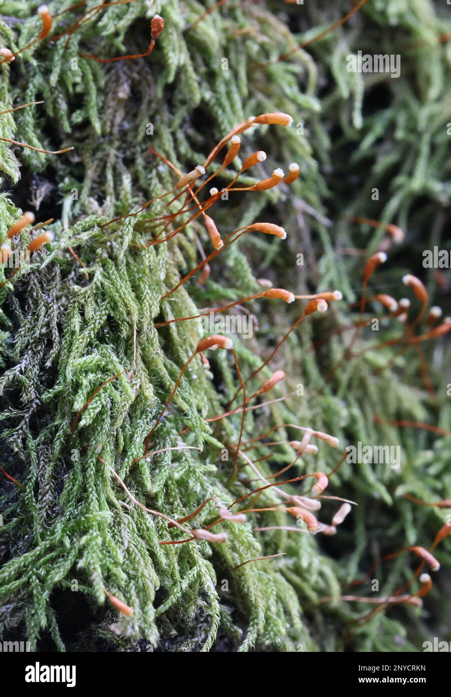 Sanionia uncinata, known as sickle-moss or sanionia moss, growing on common aspen trunk in Finland Stock Photo