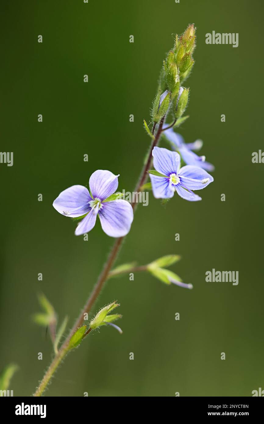 Veronica chamaedrys, commonly known as Germander speedwell or Bird’s-eye speedwell, wild flower from Finland Stock Photo