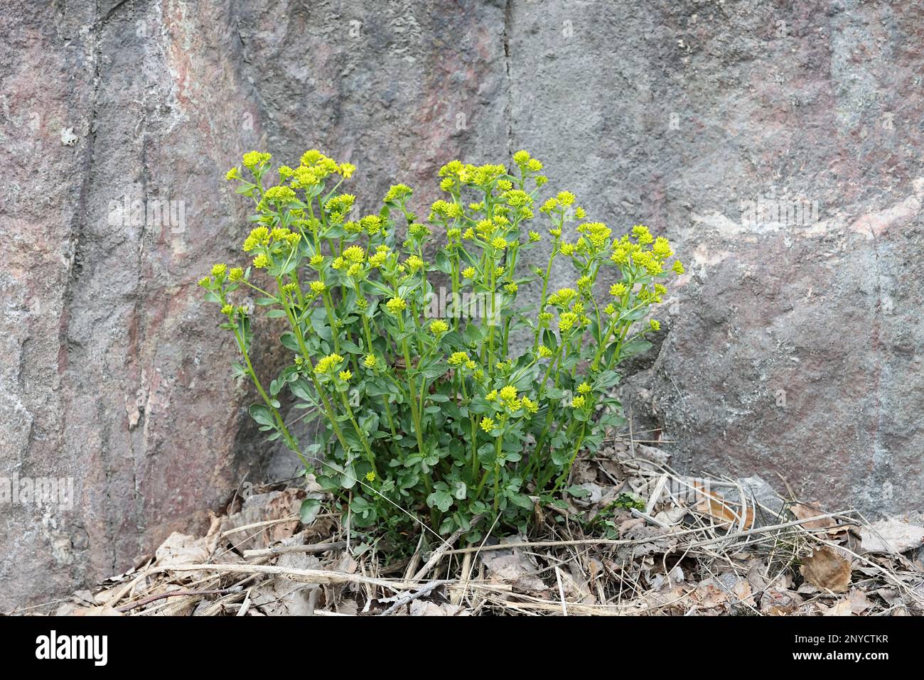Barbarea vulgaris, commonly known as Wintercress, Garden yellowrocket, Herb barbara or Yellow rocketcress, wild spring flower from Finland Stock Photo