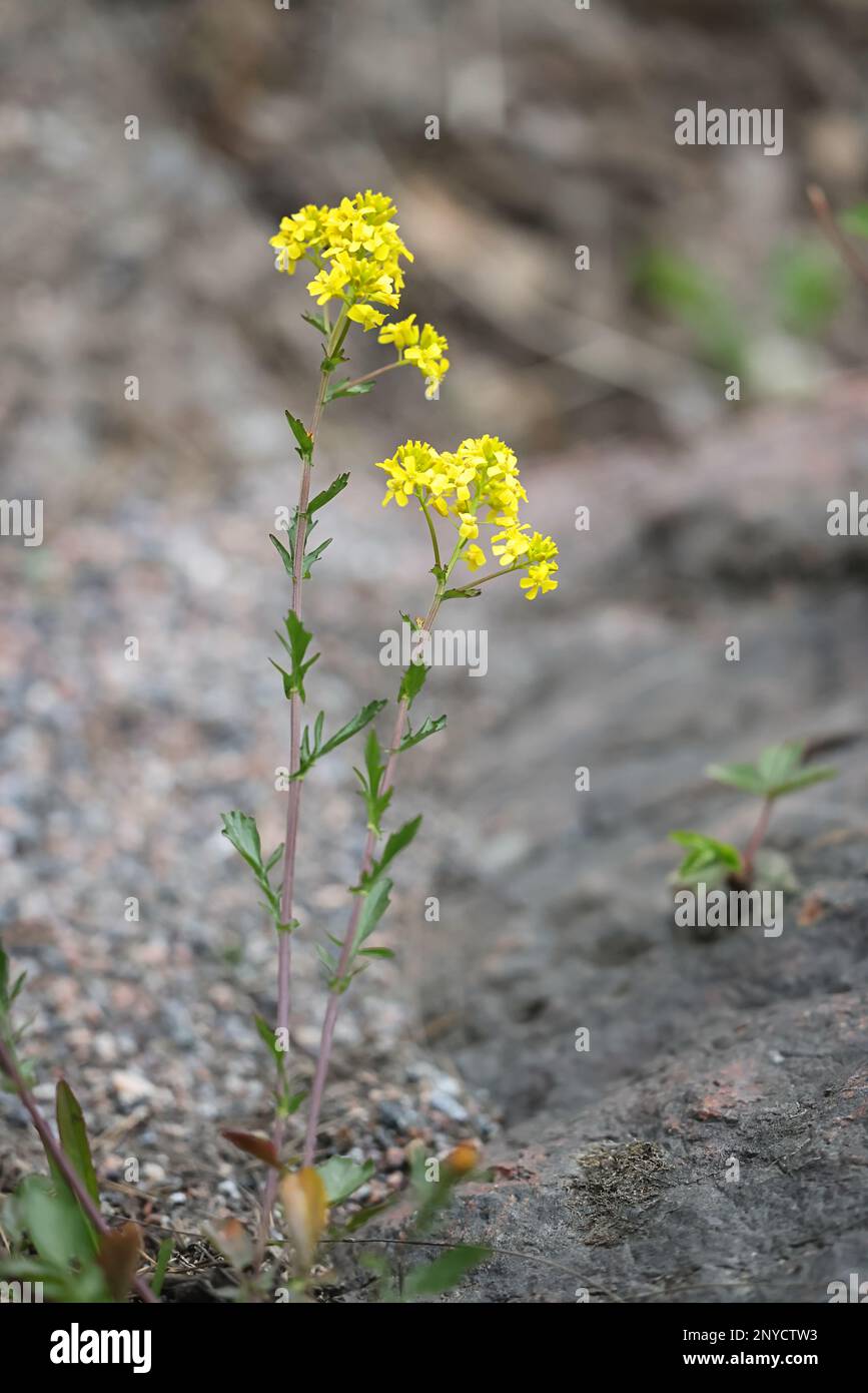 Barbarea vulgaris, commonly known as Wintercress, Garden yellowrocket, Herb barbara or Yellow rocketcress, wild spring flower from Finland Stock Photo