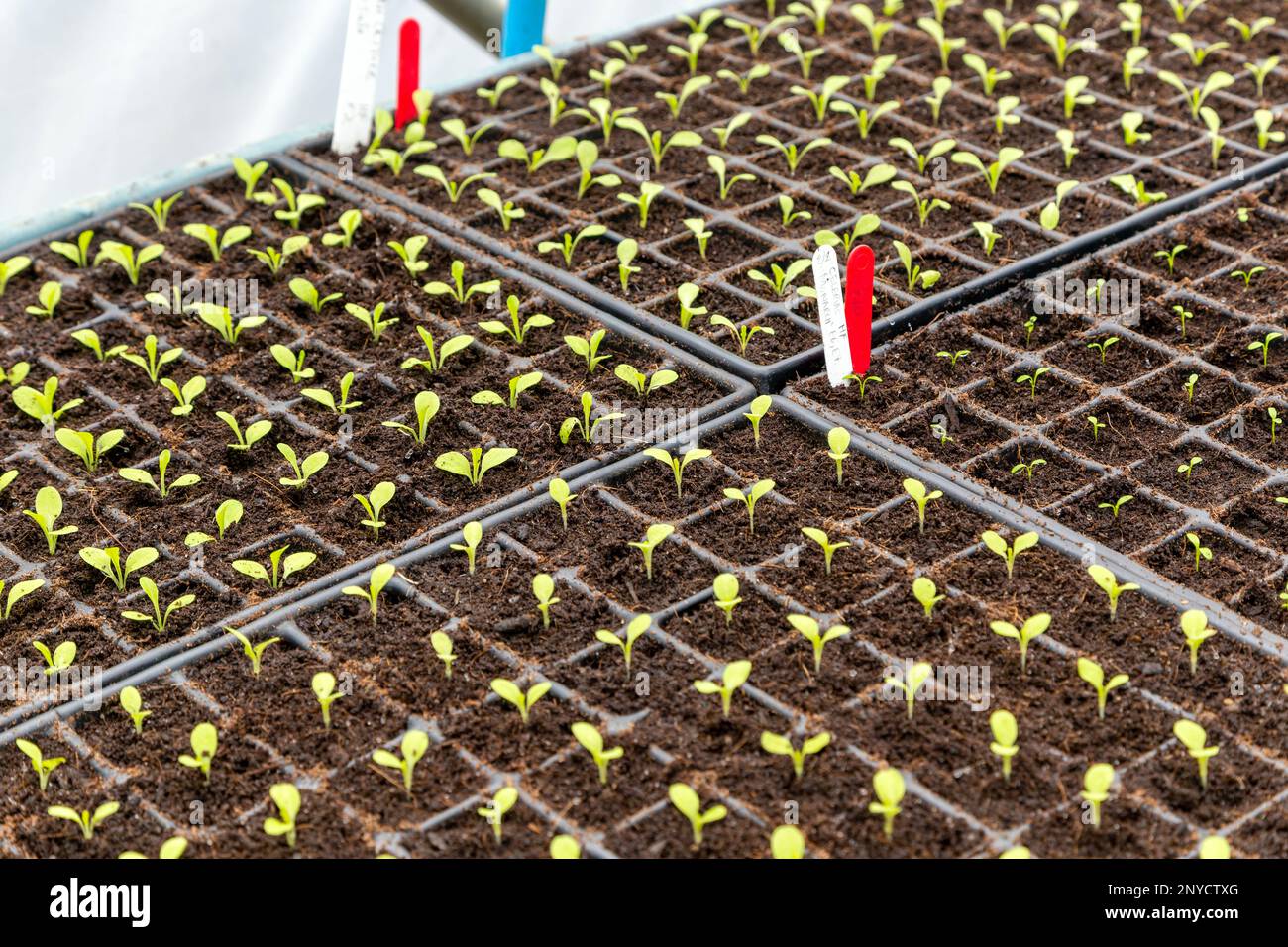Plant seedlings growing in seed tray of compost, Schumacher College