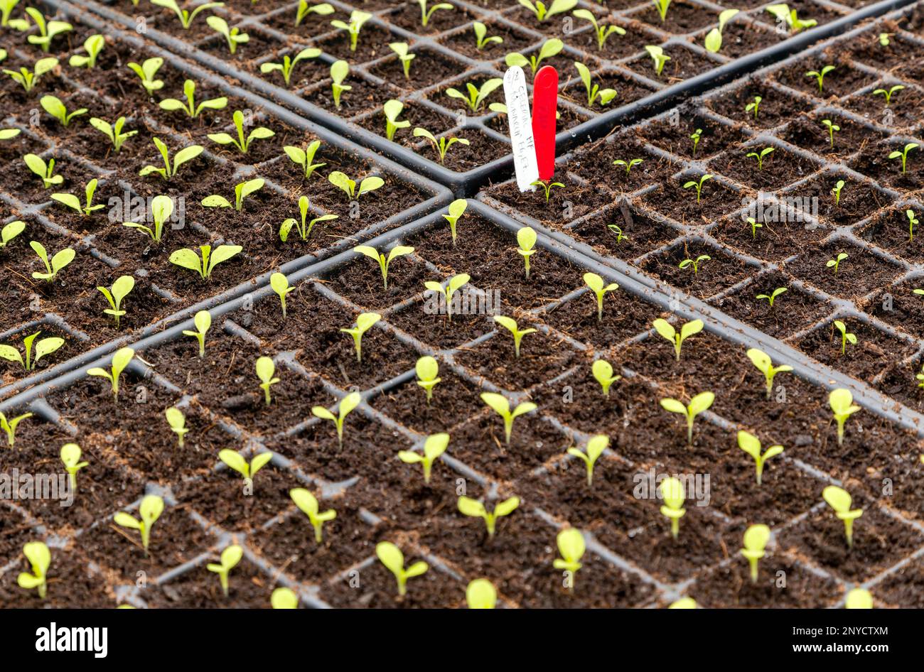 Plant seedlings growing in seed tray of compost, Schumacher College