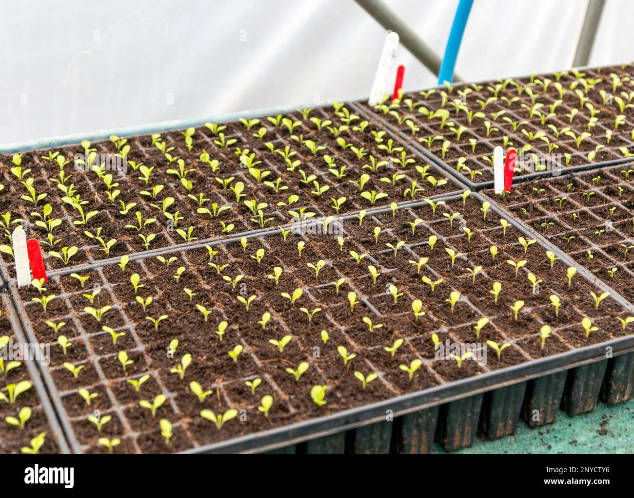 Plant seedlings growing in seed tray of compost, Schumacher College