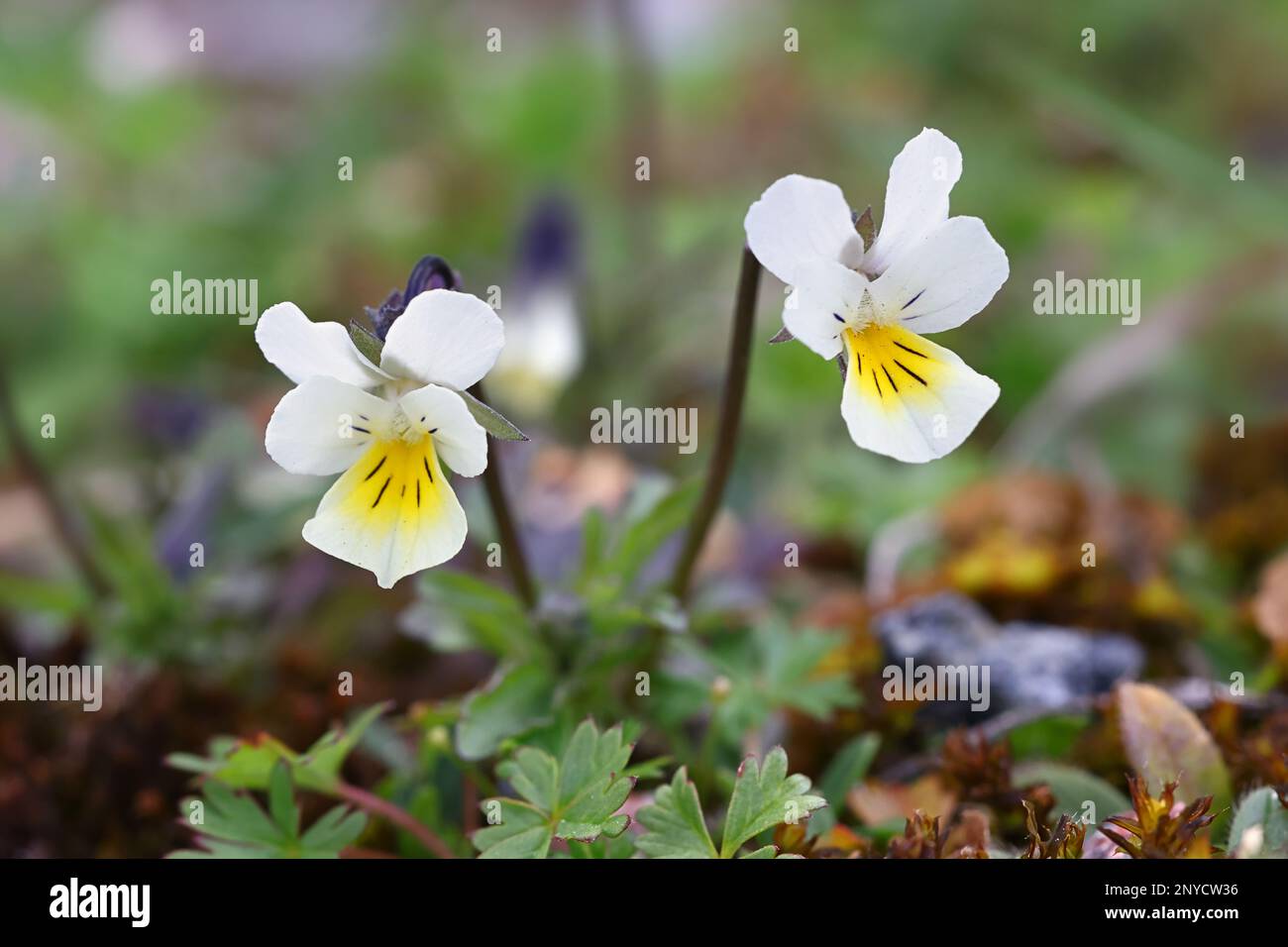 Field Pansy, Viola arvensis, wild spring flower from Finland Stock Photo