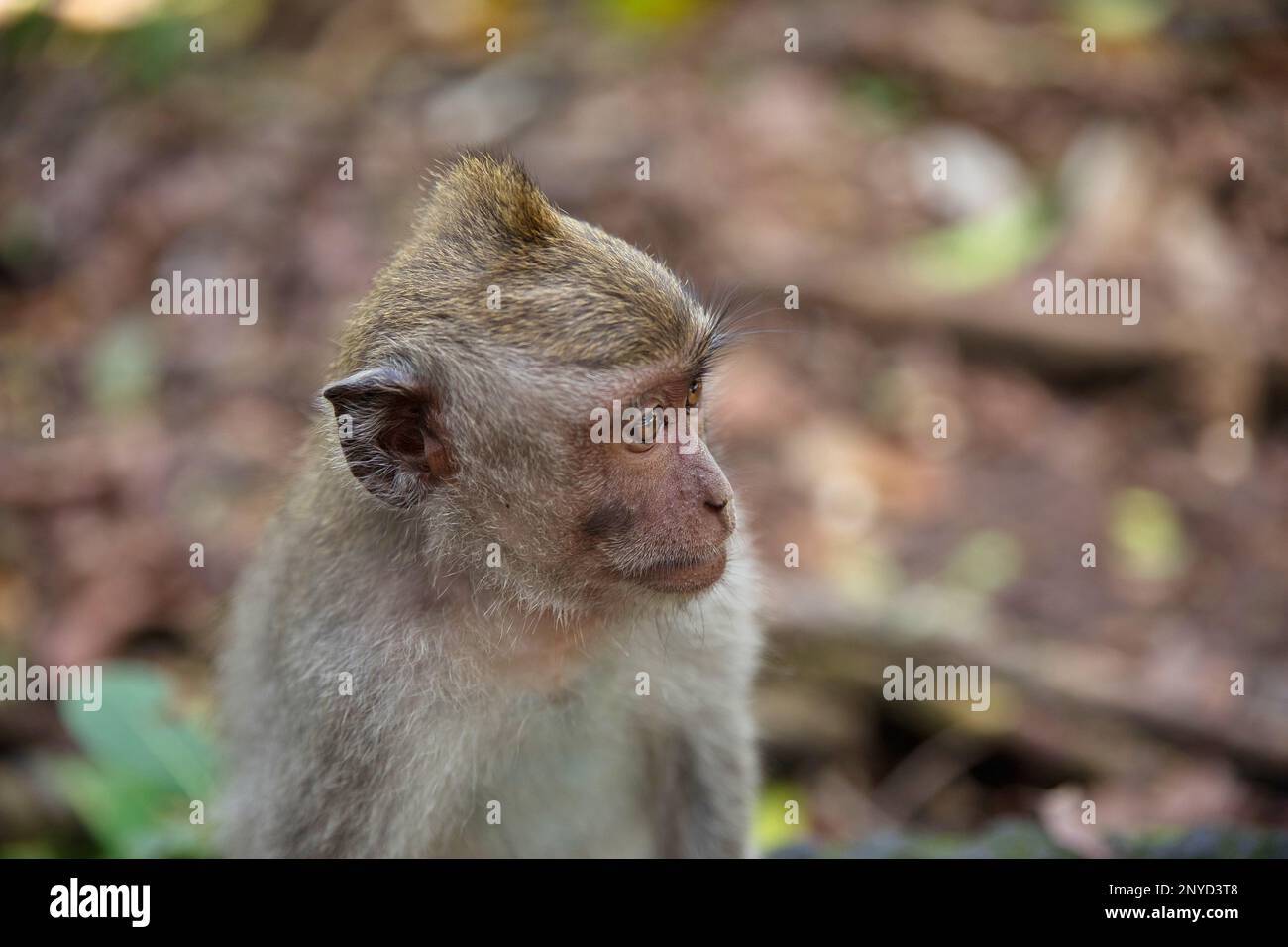 Portait close-up of a young cynomolgus monkey looking to the side, in the background diffuse a stone floor with foliage. Stock Photo