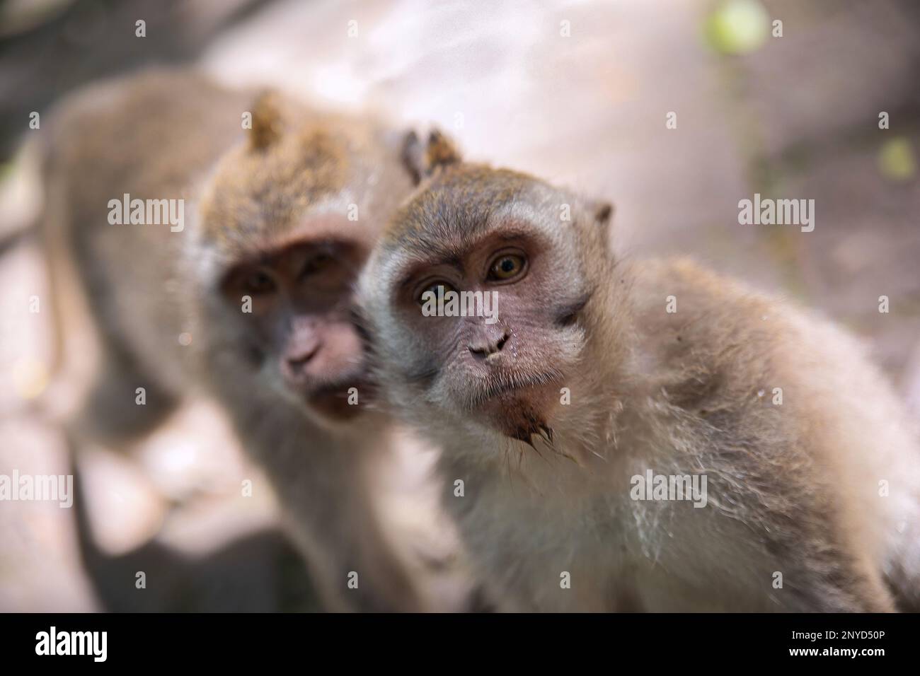 Close-up of a young cynomolgus monkey cheekily looking at the camera, behind him another monkey, in the background diffusely a sunlit stone floor. Stock Photo