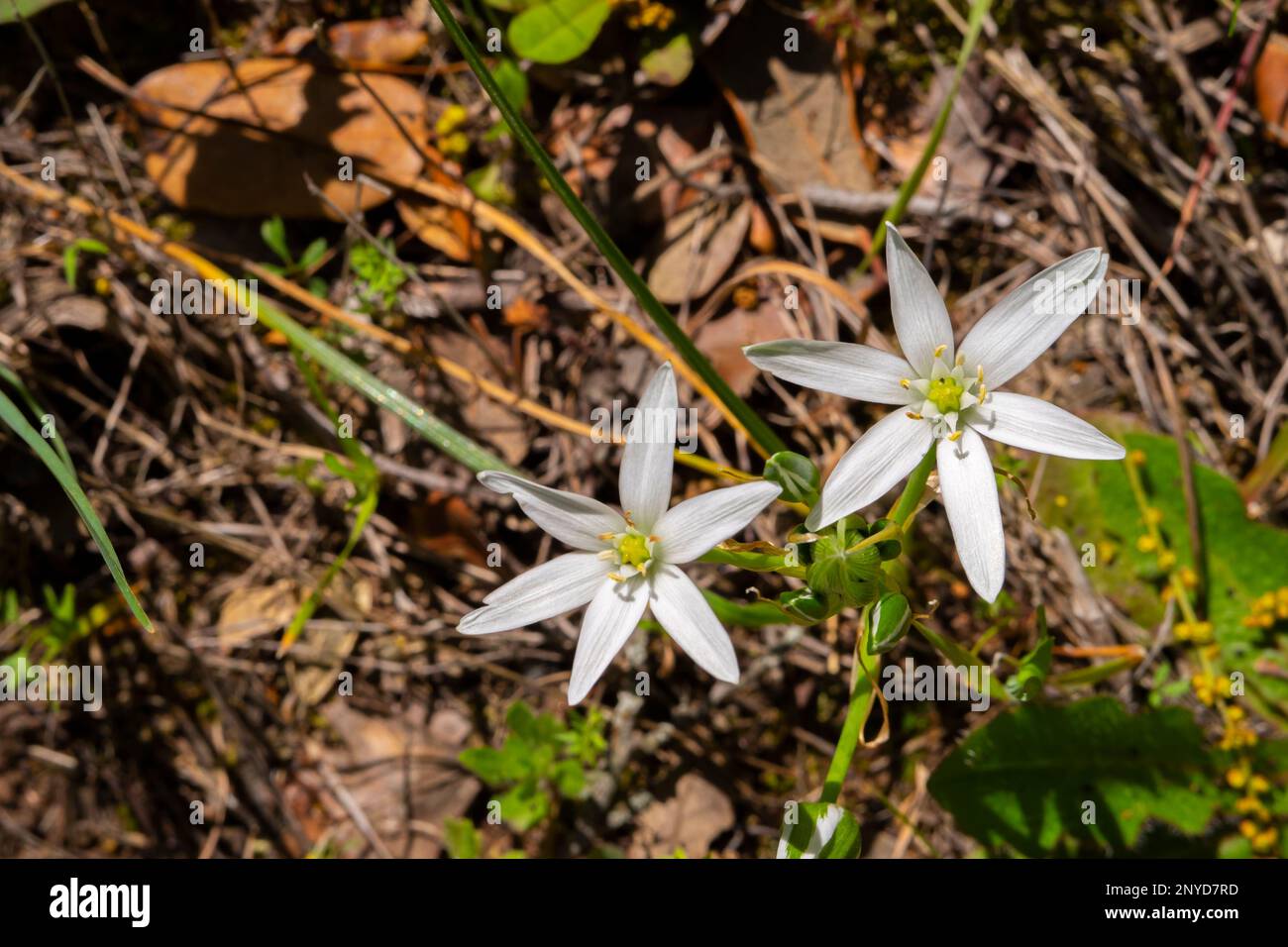 Ornithogalum umbellatum. Wild flowers in their natural environment.known as the star of Belen or chicken milk Stock Photo