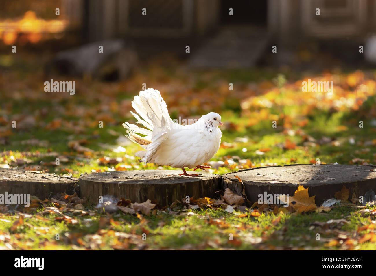 White pigeon peacock outdoors. Dove at farm Stock Photo Alamy