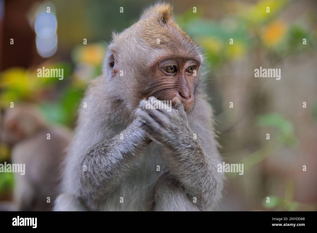 Portrait close-up of a young cynomolgus monkey holding his hands in front of his mouth, in the background diffuse foliage and another monkey. Stock Photo