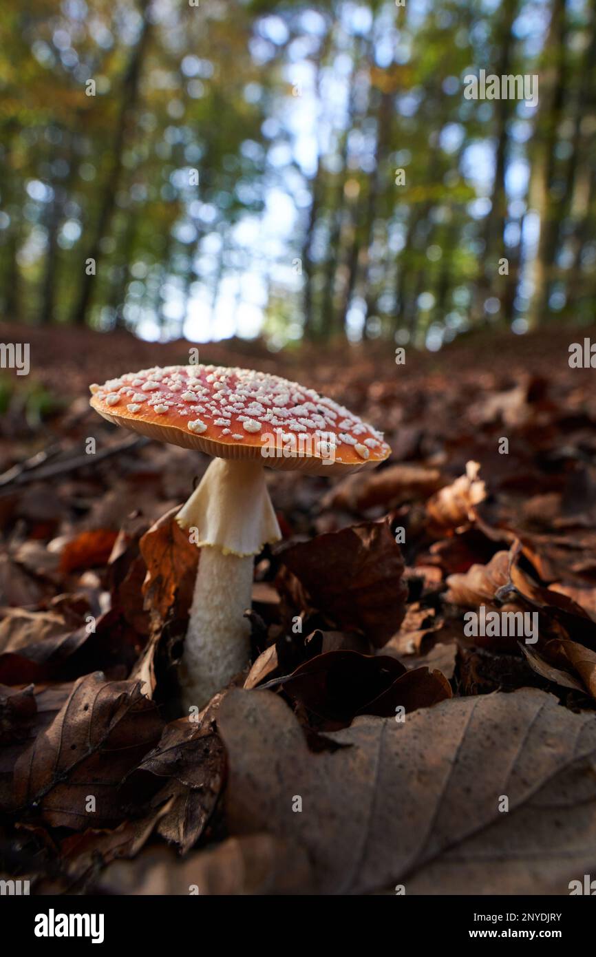 Red mushroom with white dots, in the forest ground covered with brown dry leaves, close up. Stock Photo