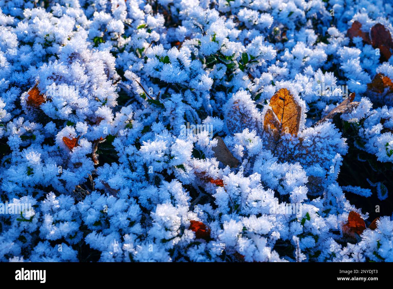 Concept frost hi-res stock photography and images - Alamy