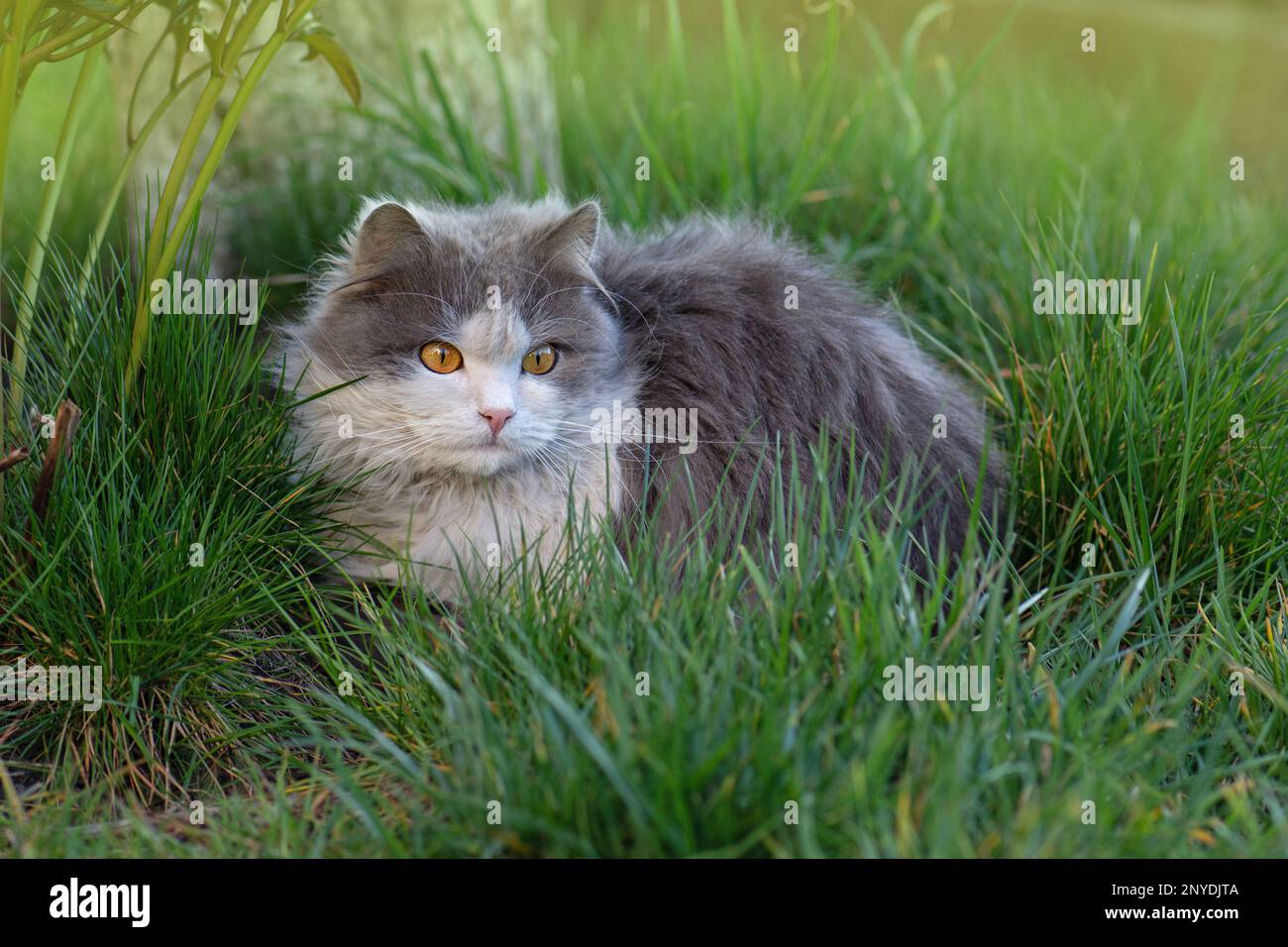 Cat free to roam. Cat pet experience a taste of outdoor life freedom in