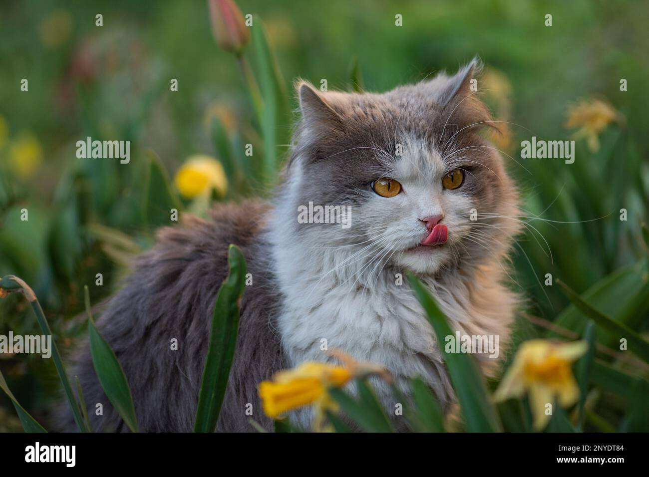 Outdoor cat put out tongue. Kitten in the garden licking his face out
