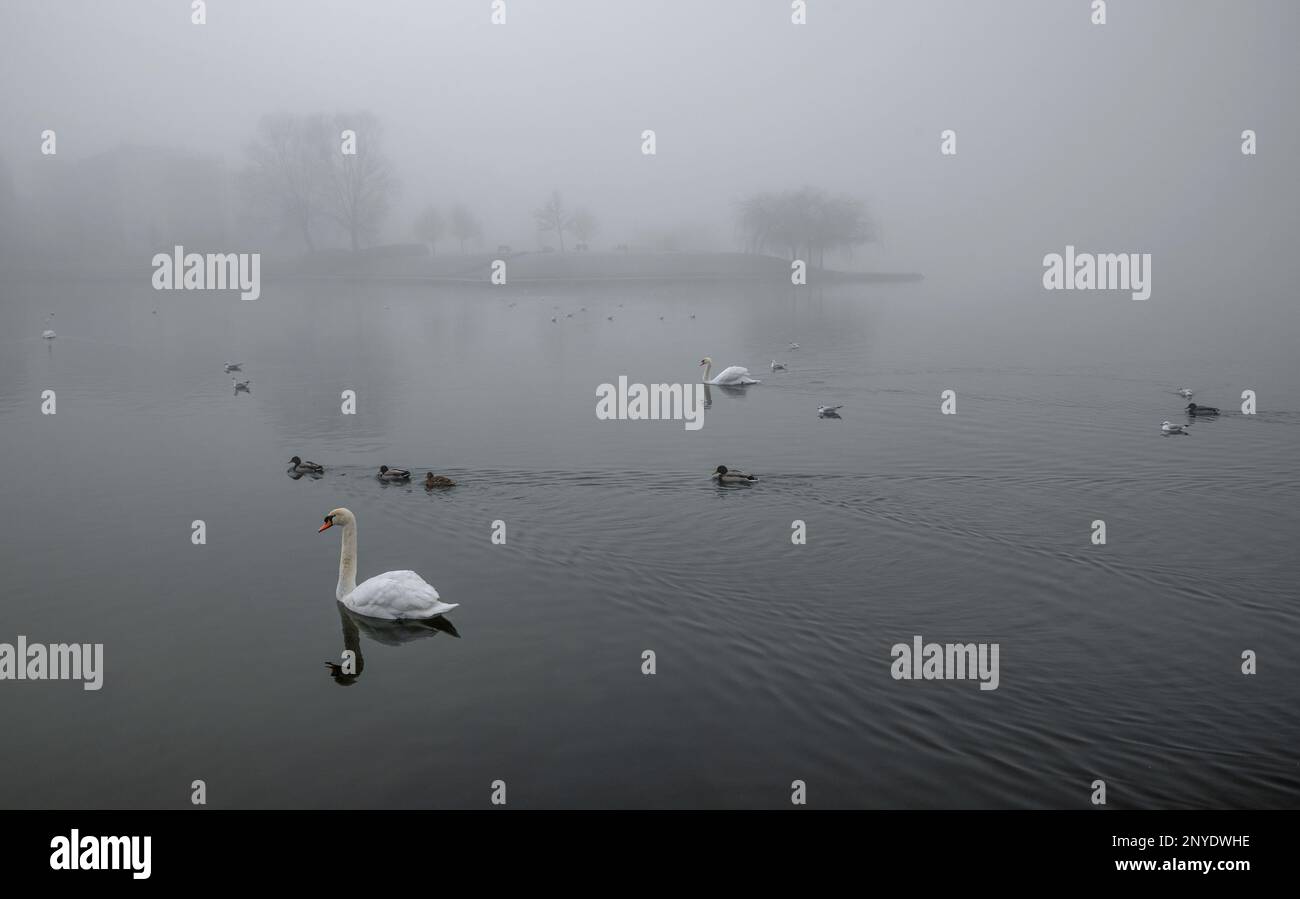 View of Peaceful scenery with waterbirds 1 Stock Photo - Alamy