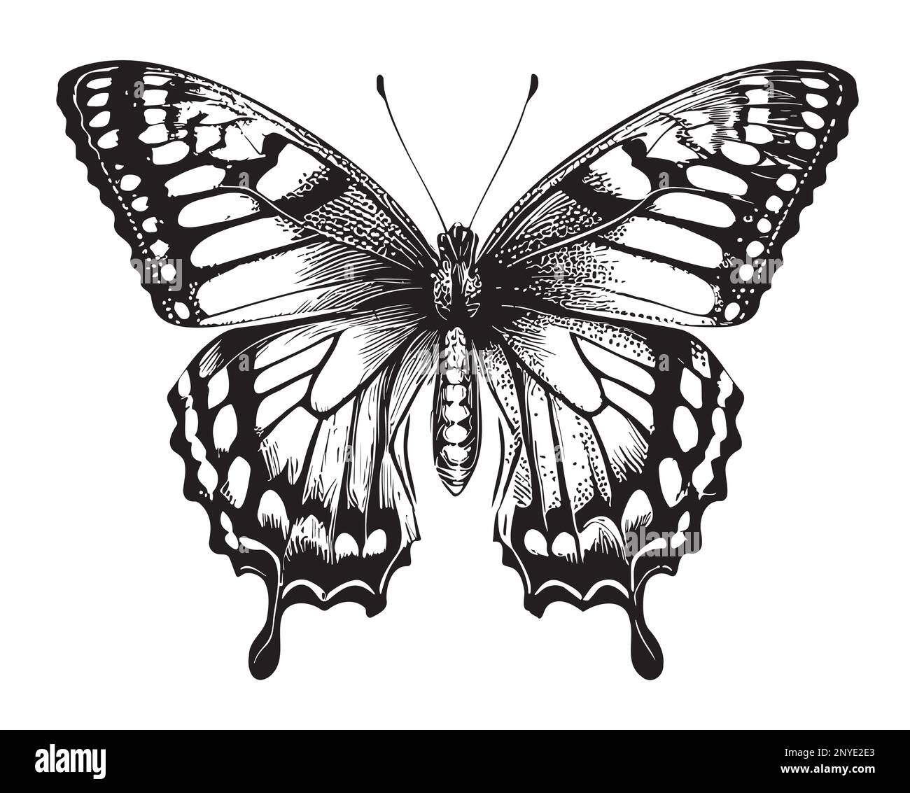 Butterfly beautiful hand drawn sketch illustration Insects Stock Vector ...