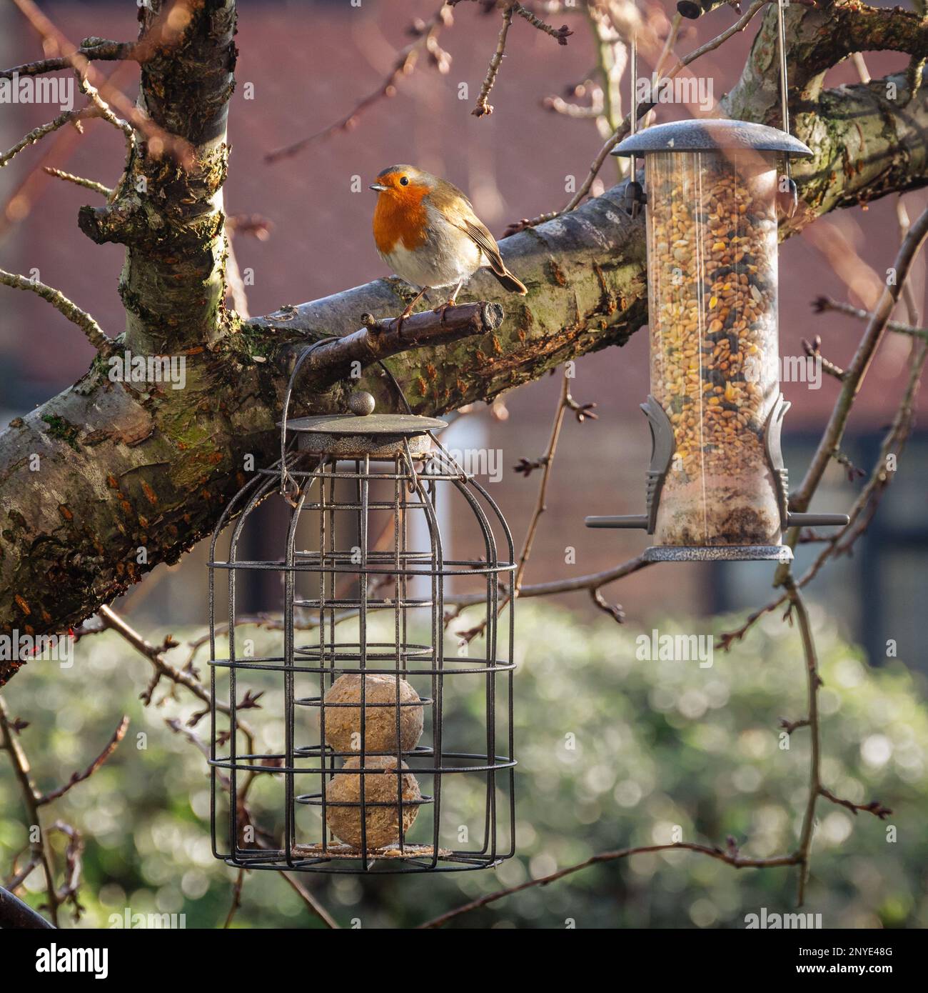 Bird feeders and a robin bird 2 Stock Photo - Alamy