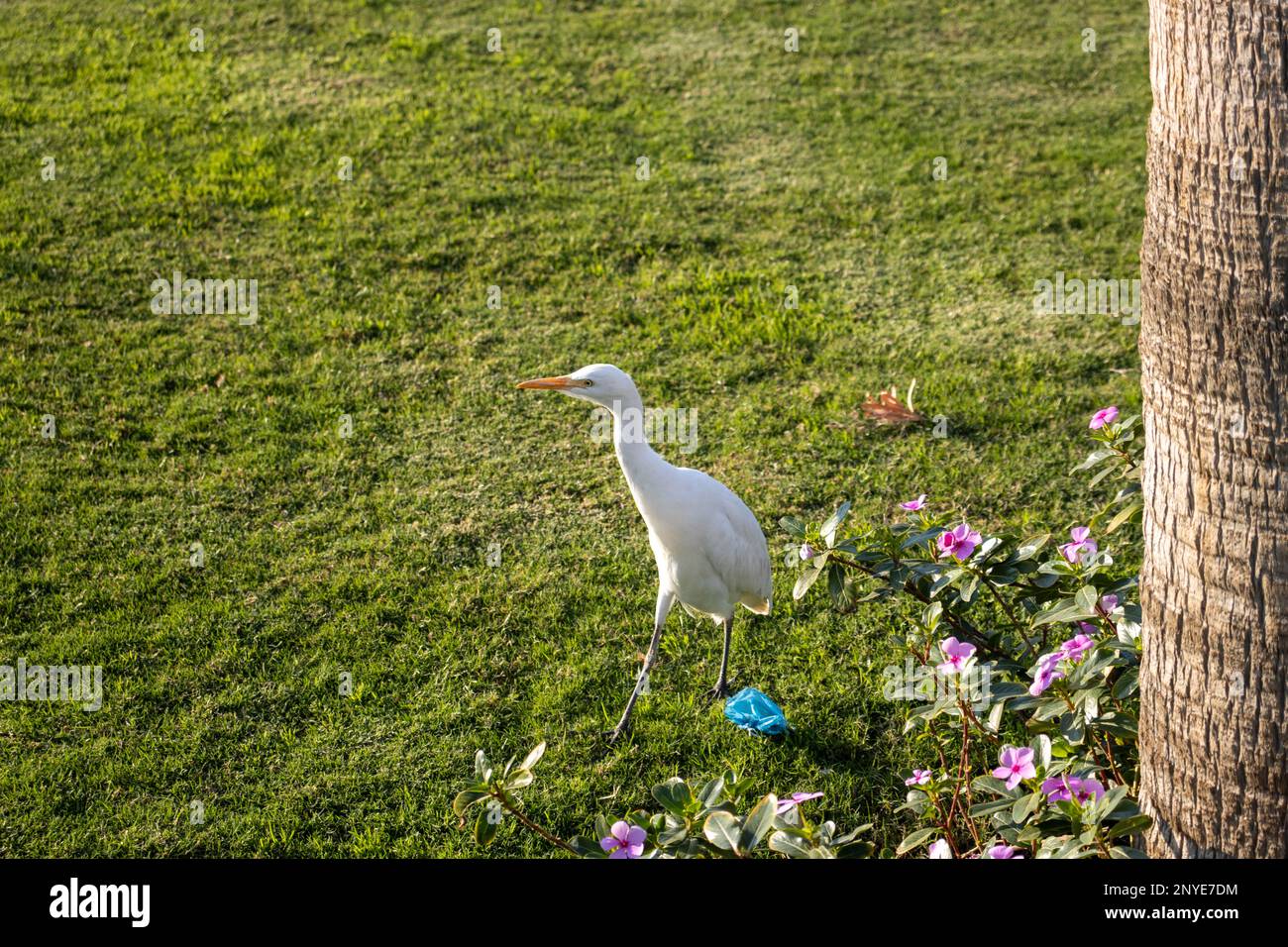 a Cattle Egret (Bubulcus ibis) on a background of green lawn grass and garden flowers Stock Photo