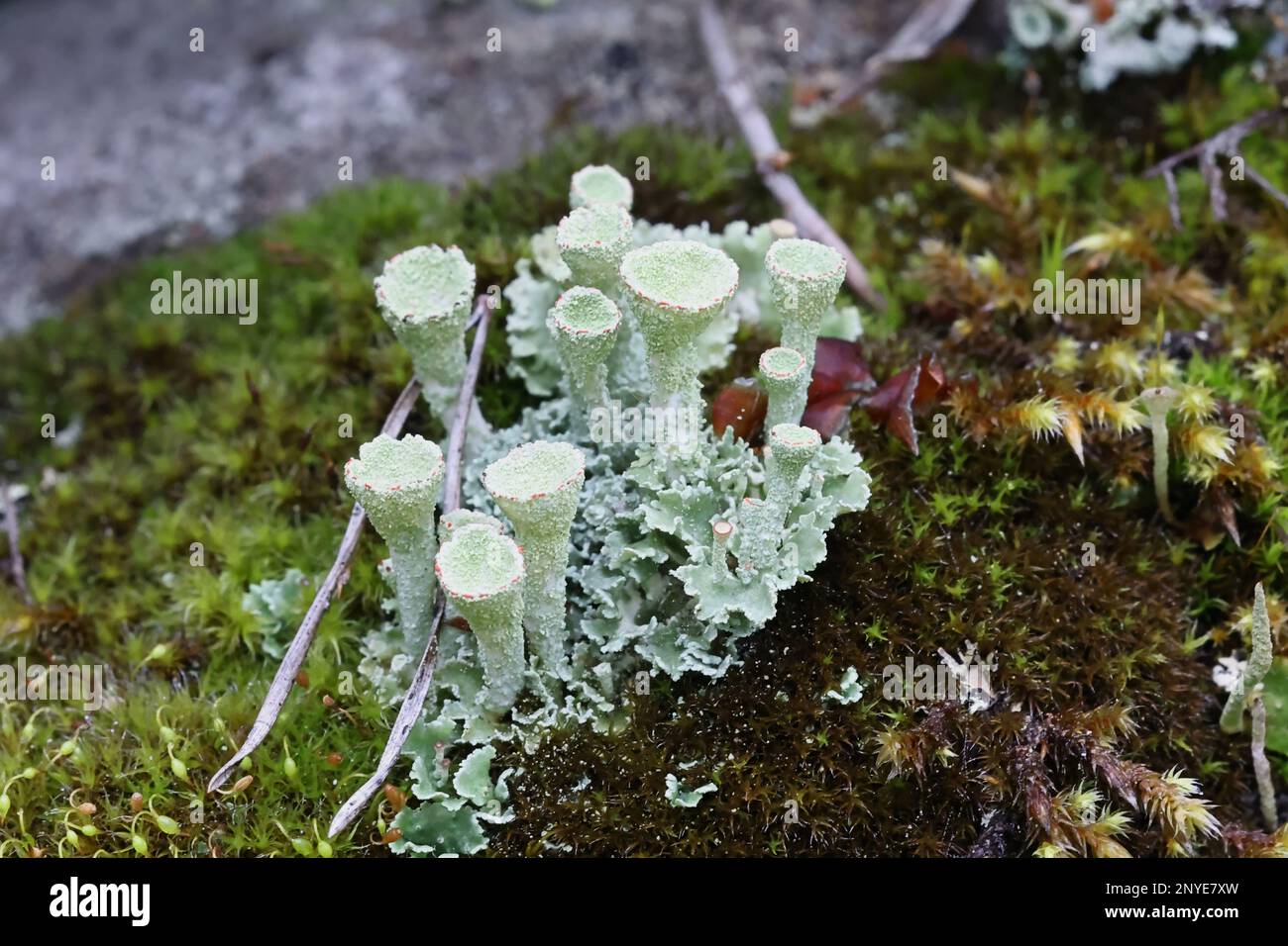 Cladonia deformis, also known as the lesser sulphur cup, lichen from Finland Stock Photo