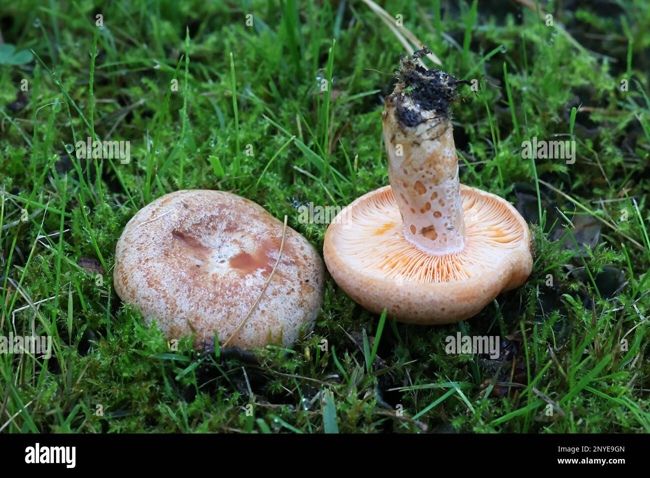 Lactarius deliciosus, commonly known as the saffron milkcap or red pine mushroom, wild fungus from Finland Stock Photo